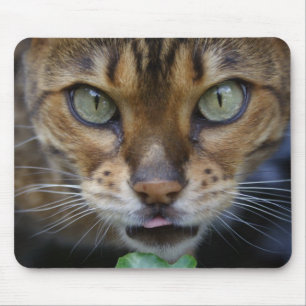 Tapis De Souris Belle Chat Bengale