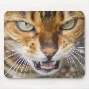 Tapis De Souris Belle Chat Bengale