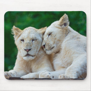 Tapis De Souris Belle Cuddling Lions Blancs