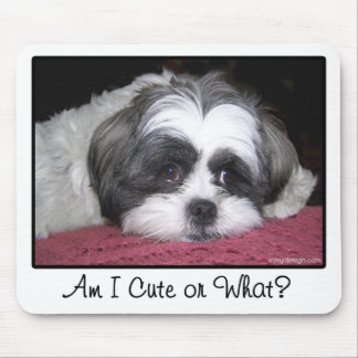 Tapis De Souris Belle Le Chien Chih Tzu