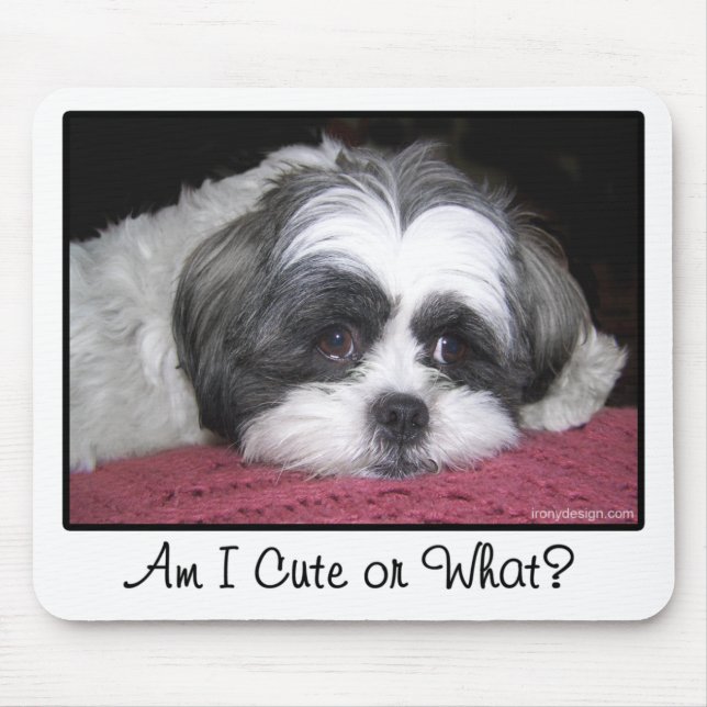 Tapis De Souris Belle Le Chien Chih Tzu (Devant)