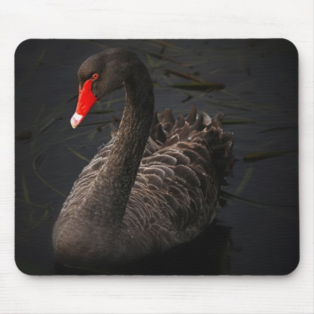 Tapis De Souris Belle nage de cygne noir sur une rivière (Devant)