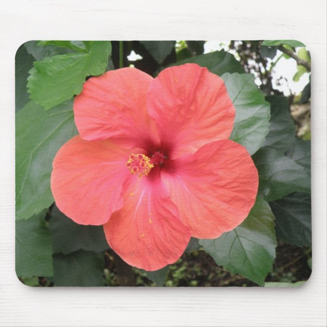 Tapis De Souris Belle Orange Hibiscus Fleur Mousepad (Devant)