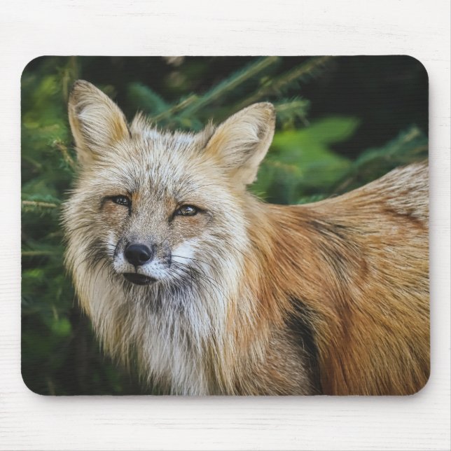 Tapis De Souris Belle Renard dans la nature (Devant)