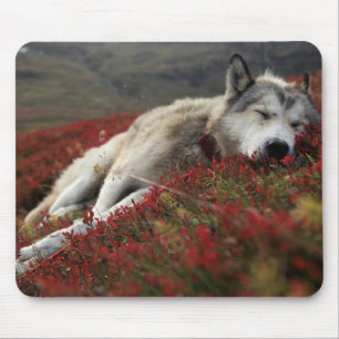 Tapis De Souris Belle souris de loup dormant