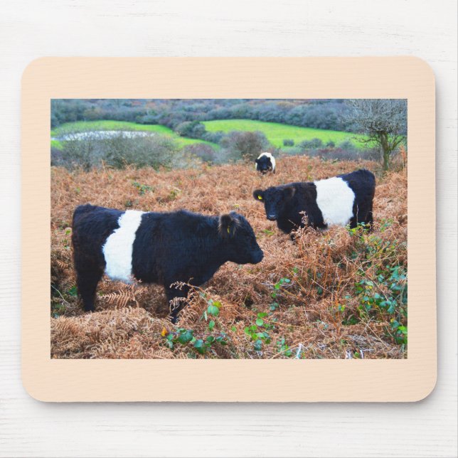 Tapis De Souris Belted Galloway cattle (Devant)