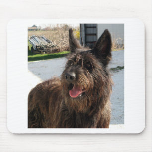 Tapis De Souris berger picard