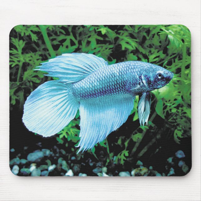 Tapis De Souris betta,cobalt blue (Devant)