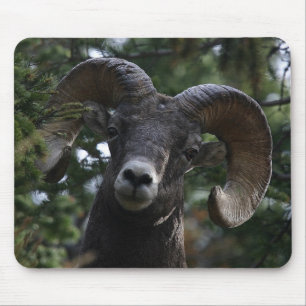 Tapis De Souris Big Horn Sheep1