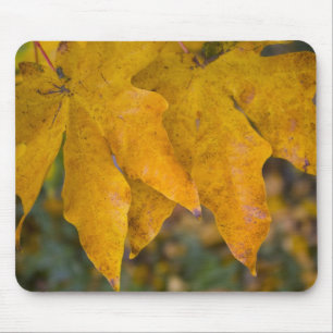 Tapis De Souris Big Leaf Maple Mousepad