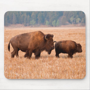 Tapis De Souris Bison Américain (Bison Bison) Vache Et Veau