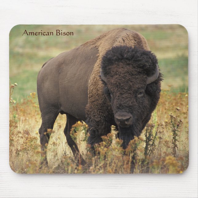 Tapis De Souris Bison américain sur la chaîne (Devant)