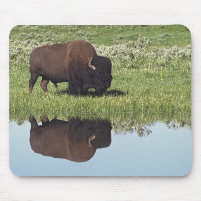 Tapis De Souris Bison (Bison Bison) Sur Le pré Grassy (Devant)