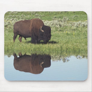 Tapis De Souris Bison (bison de bison) sur le pré herbeux