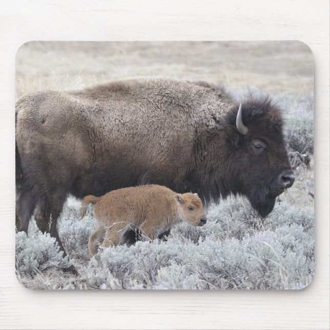 Tapis De Souris Bison de vache et de veau, Yellowstone (Devant)