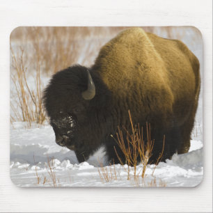 Tapis De Souris Bison en parc national de Yellowstone d'hiver