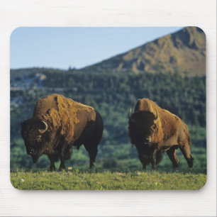 Tapis De Souris Bisons mâles au parc national des lacs Waterton