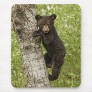 Tapis De Souris Black Bear Cub in Tree