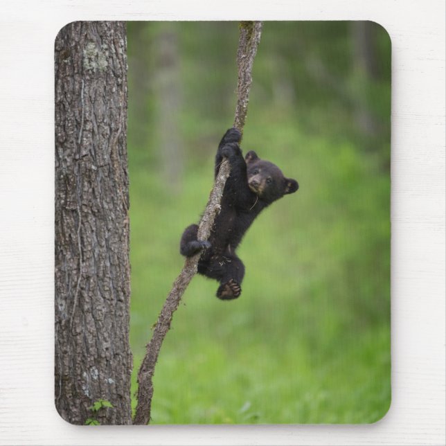 Tapis De Souris Black Bear Cub jouant sur le membre de l'arbre (Devant)