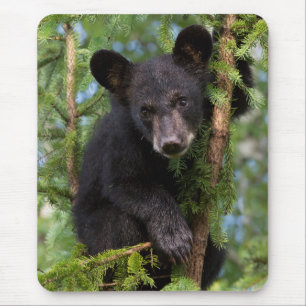 Tapis De Souris Black Bear Cub Playing in Trees