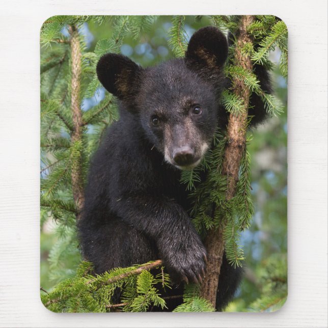 Tapis De Souris Black Bear Cub Playing in Trees (Devant)