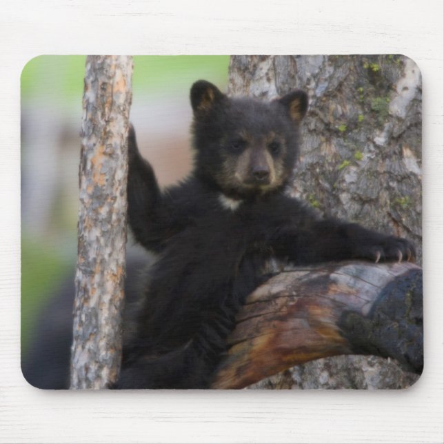 Tapis De Souris Black Bears Cub Lounge (Devant)