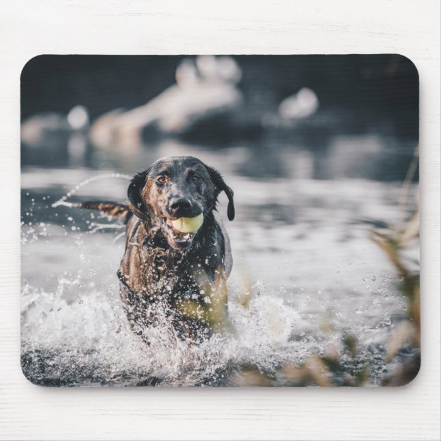 Tapis De Souris Black Labrador Joue La Récupération Dans L'Eau (Devant)