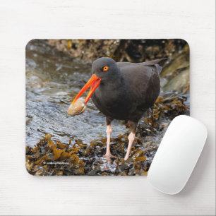 Tapis De Souris Black Oystercatcher Shorebird Fishing at the Beach