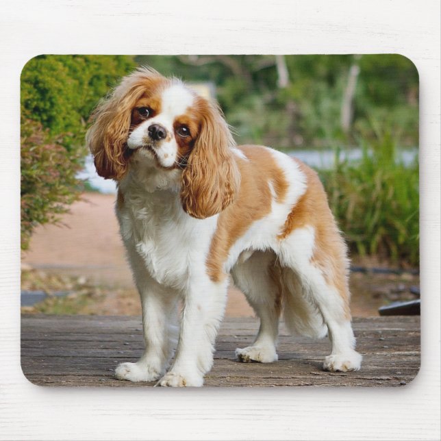 Tapis De Souris Blenheim Cavalier King Charles Spaniel Chien Chien (Devant)