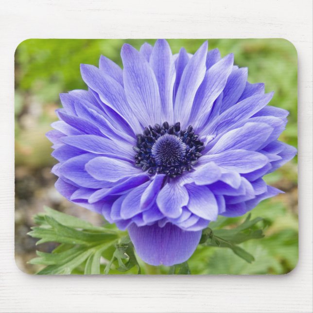 Tapis de souris bleu de fleur d'aster (Devant)