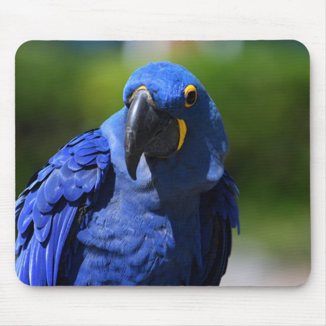 Tapis De Souris Blue Hyacinth Macaw (Devant)