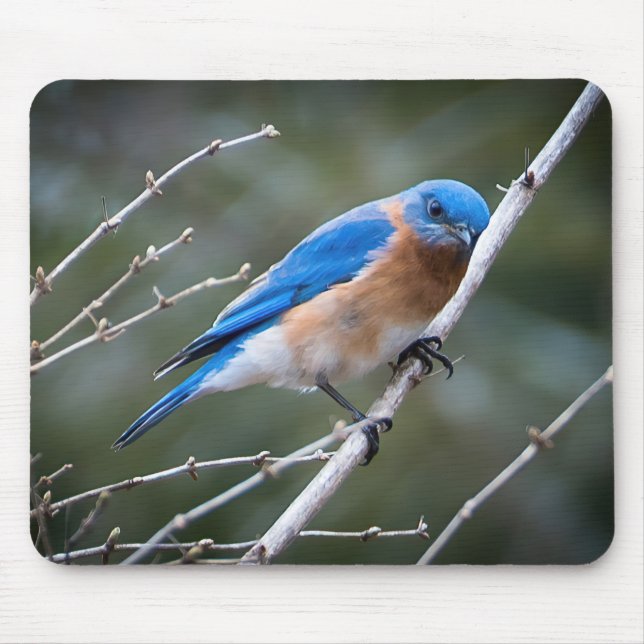 Tapis De Souris Bluebird (Devant)