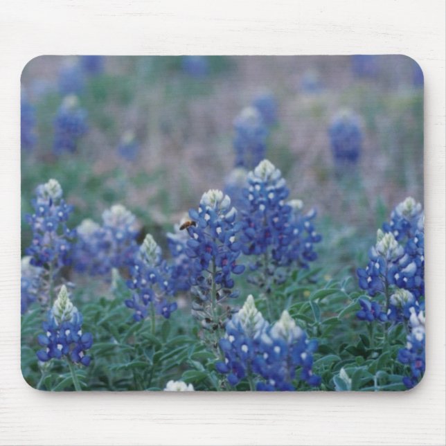 Tapis De Souris Bluebonnets (Devant)