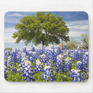 Tapis De Souris Bluebonnets du Texas (lupinus texensis) et chêne