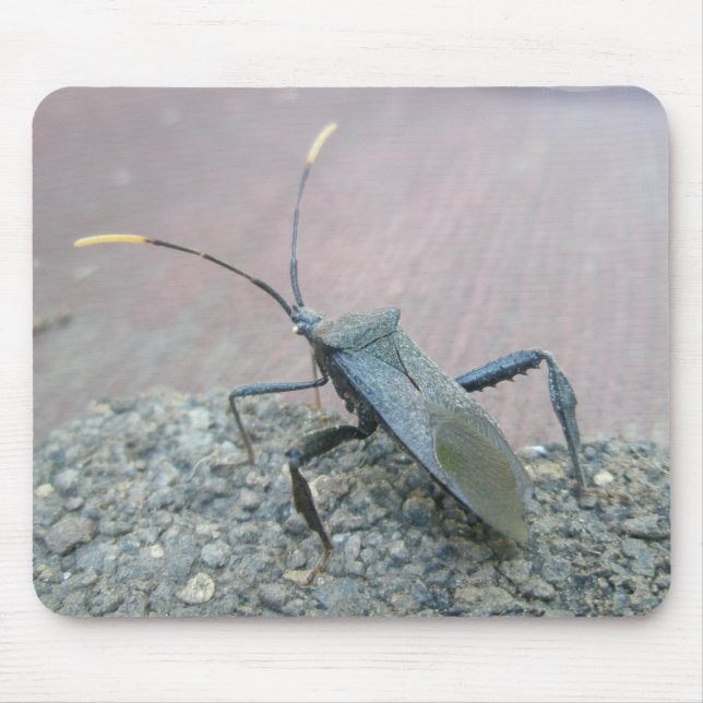 Tapis De Souris Bogue d'Assasin Noir Adulte (Reduviid) (Devant)