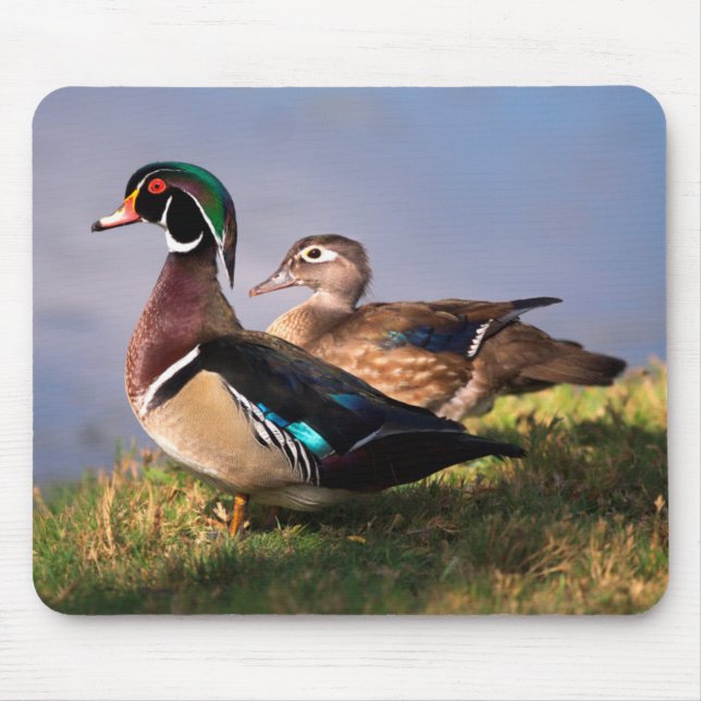 Tapis De Souris Bord de lac, Canard branchu (Devant)