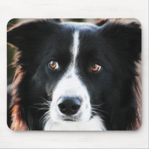 Tapis De Souris Border collie