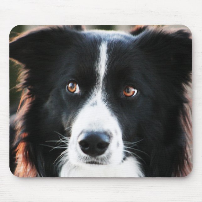 Tapis De Souris Border collie (Devant)