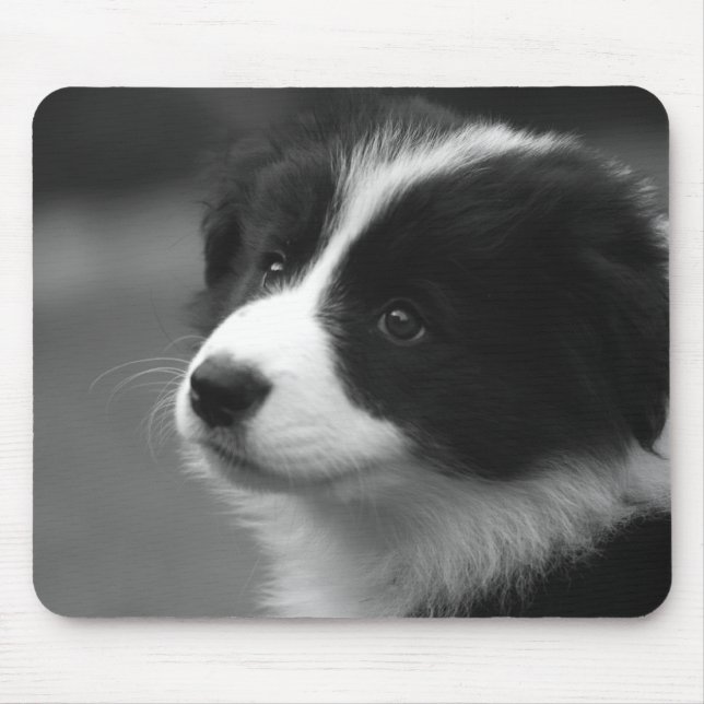 Tapis De Souris Border Collie (Devant)