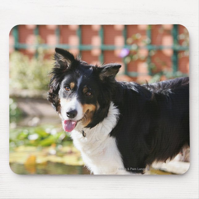 Tapis De Souris Border collie haletant 1 (Devant)