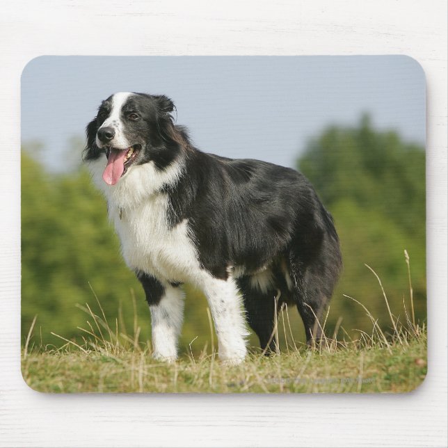 Tapis De Souris Border collie haletant la position (Devant)