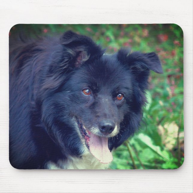 Tapis De Souris Bordure Collie souriant (Devant)