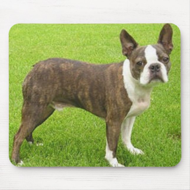Tapis De Souris Boston Brown Terrier tenant Mousepad (Devant)