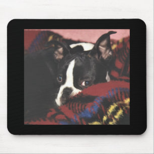 Tapis De Souris Boston Terrier :  Coup d'oeil