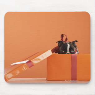 Tapis De Souris Boston terrier puppy in venin box