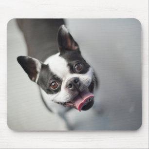 Tapis De Souris Bouledogue français des images de Getty