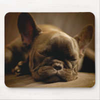 Bouledogue français somnolent