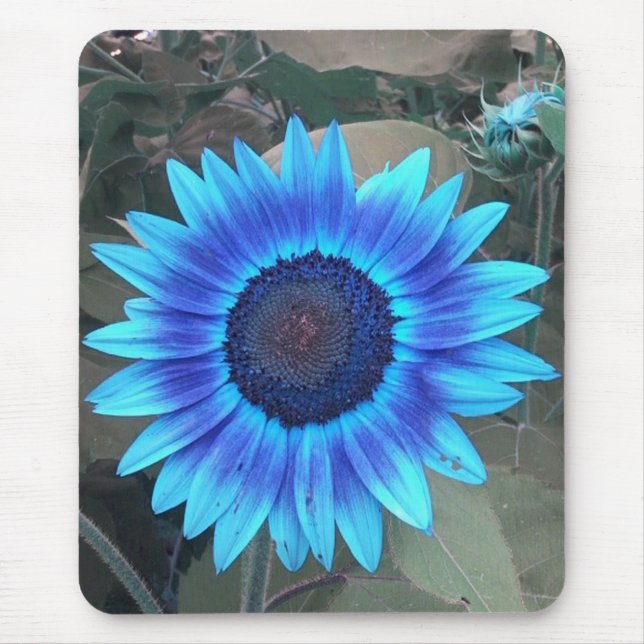 Tapis De Souris Bousepée de tournesol bleu (Devant)