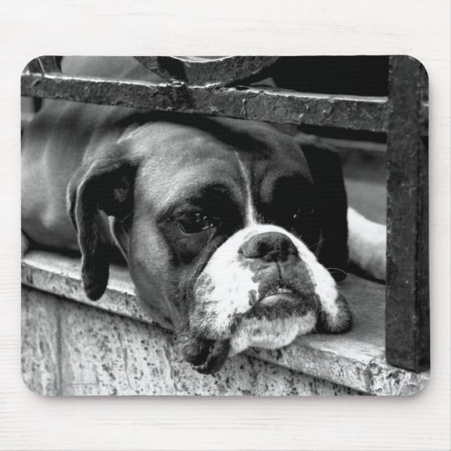 Tapis De Souris Boxer Dog On Windowsill mp arc2 (Devant)