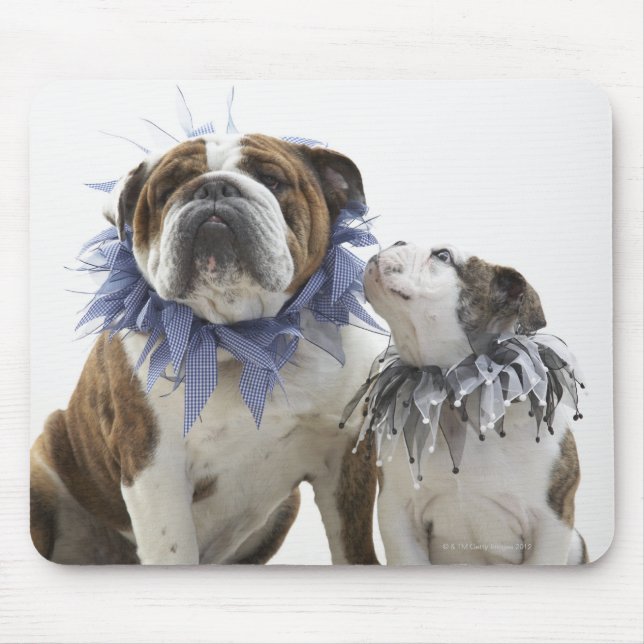 Tapis De Souris Britanniques bulldog et chiot portant un collier e (Devant)